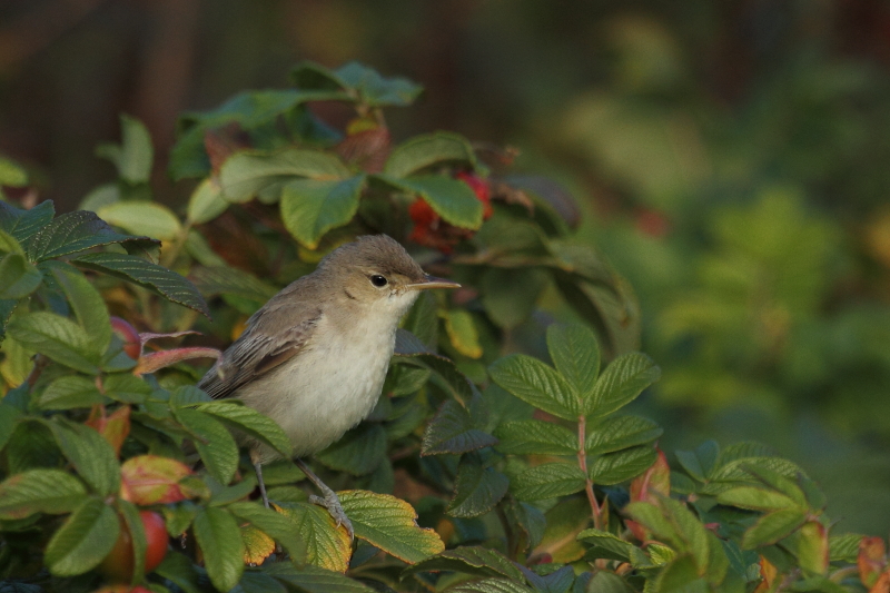 Eastern Olivaceous Warbler