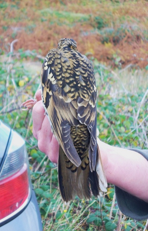 White's Thrush