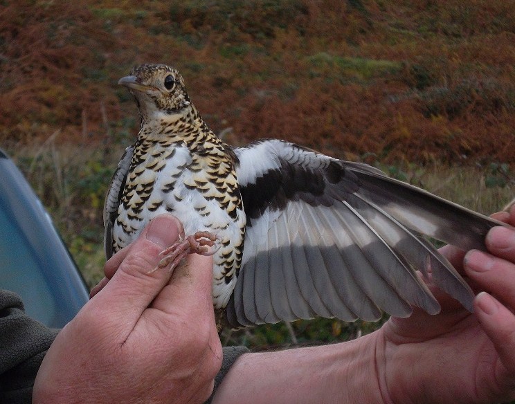 White's Thrush