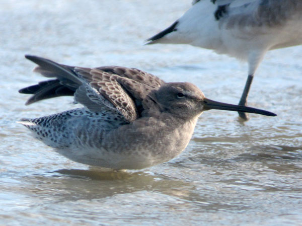 Long-billed Dowitcher