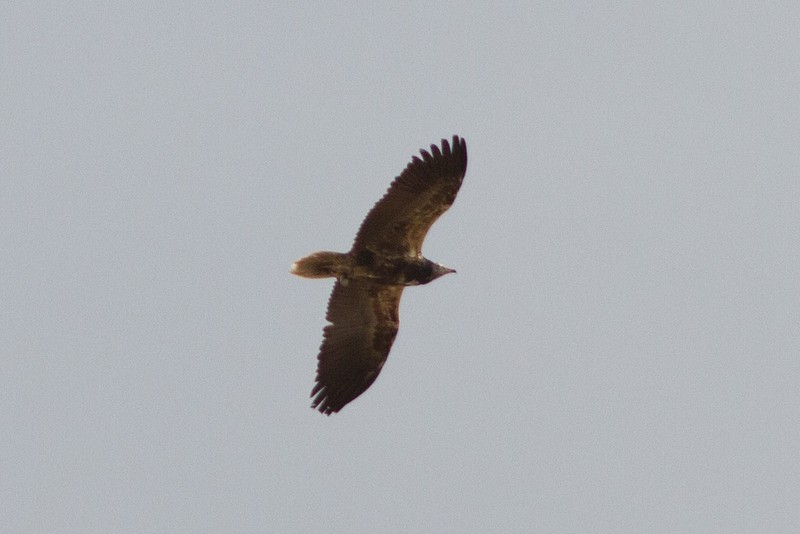 Egyptian Vulture