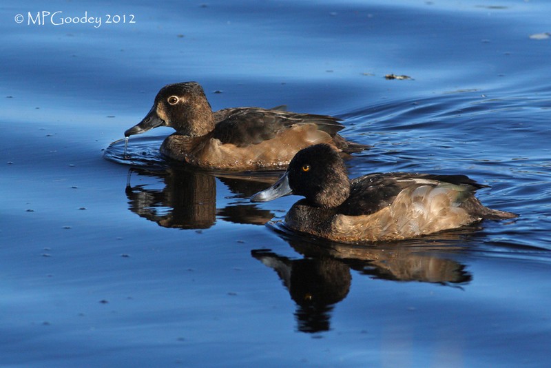 Ring-necked Duck