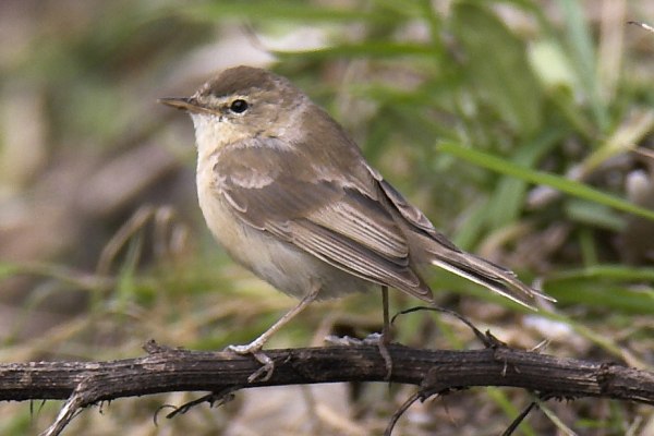 Booted Warbler