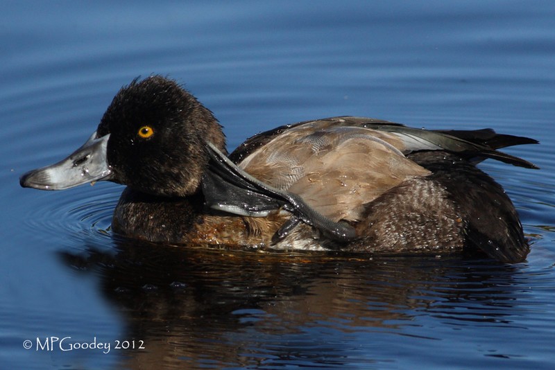 Ring-necked Duck