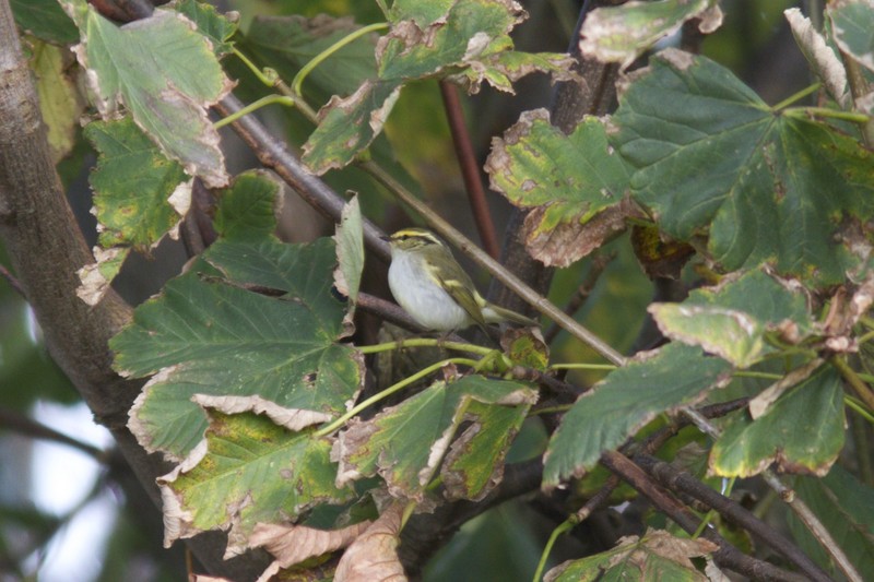 Pallas's warbler