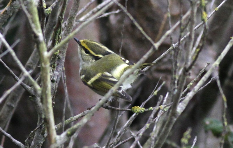 Pallas's Warbler
