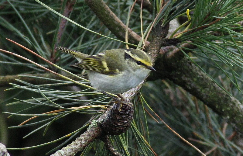 Pallas's Warbler