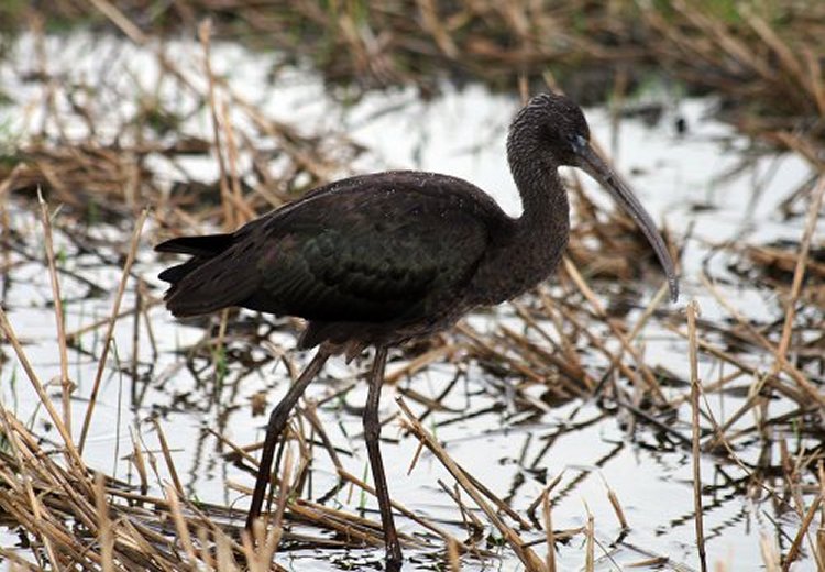 Glossy Ibis