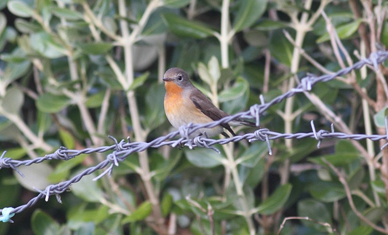 Red-breasted Flycatcher