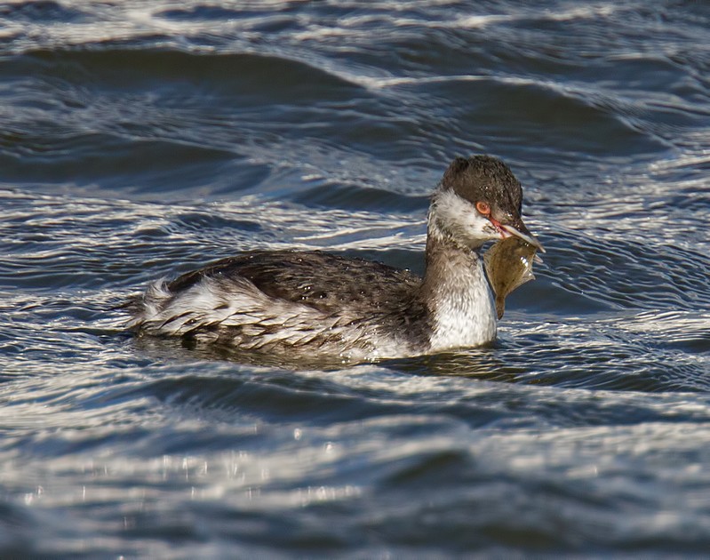 Slavonian Grebe