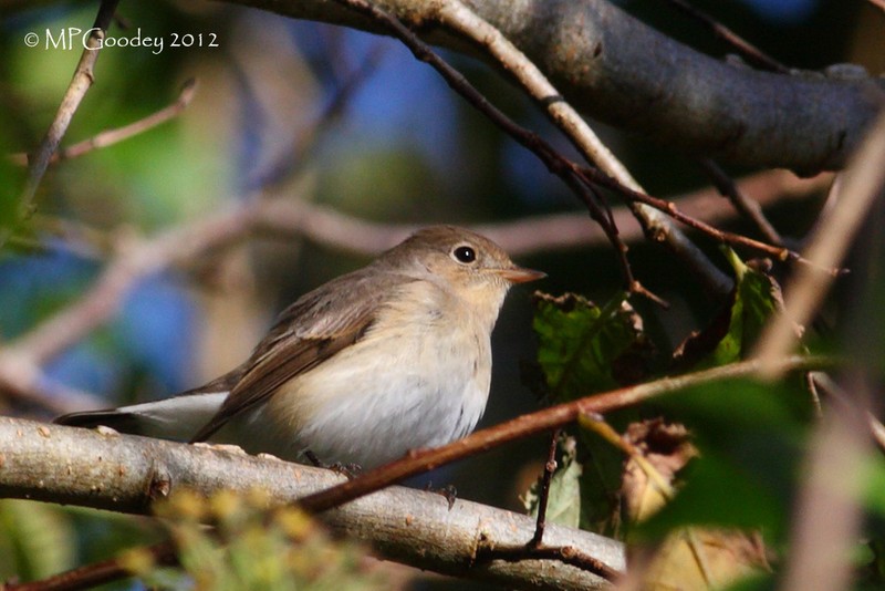 Red-breasted Flycatcher