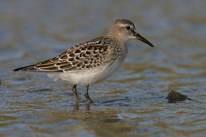 White-rumped Sandpiper