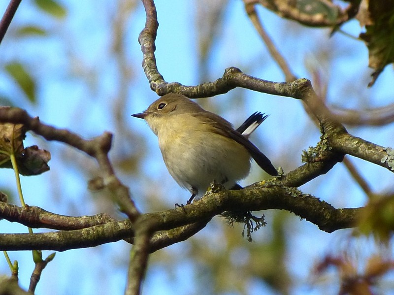 Red-breasted Flycatcher