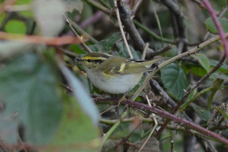 Pallas's Warbler