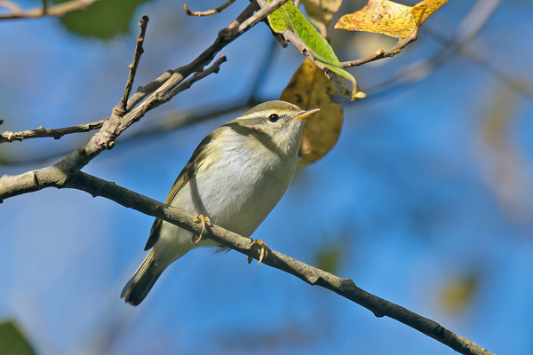 Hume's Yellow-browed Warbler