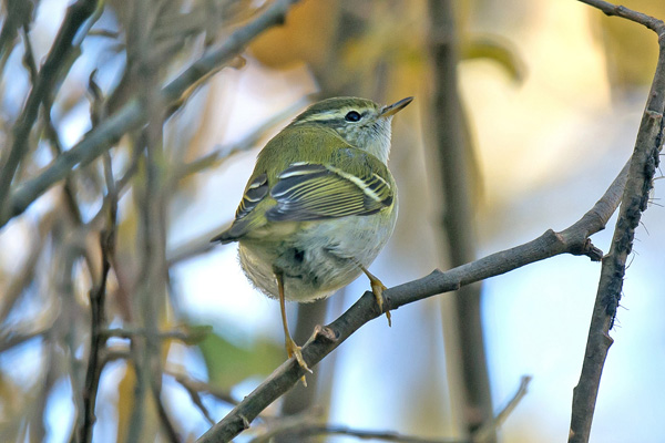 Hume's Yellow-browed Warbler
