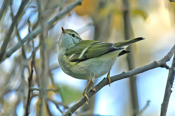 Hume's Yellow-browed Warbler