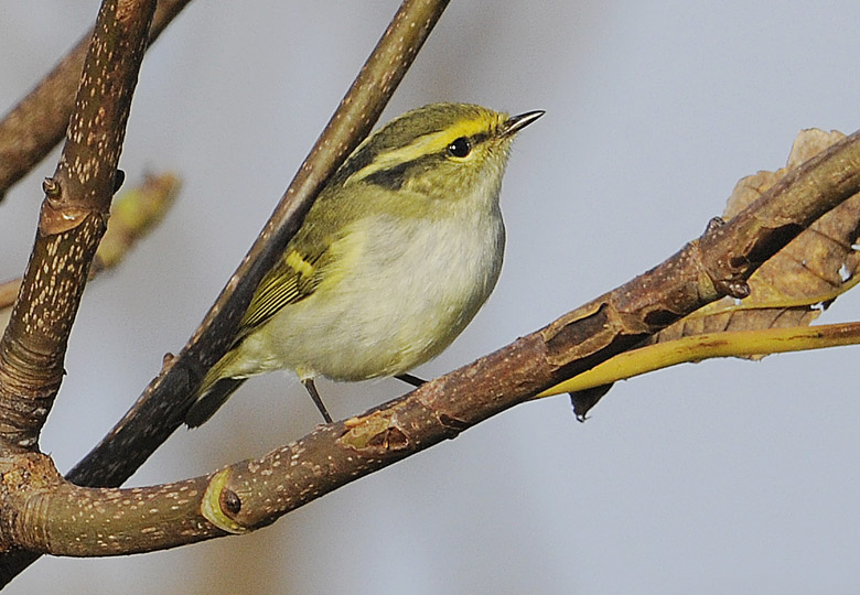 Pallas's Warbler