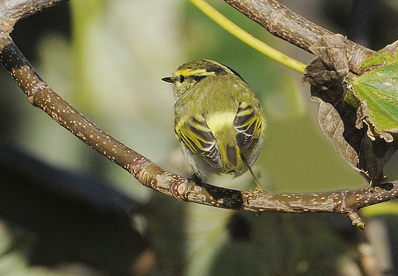 Pallas's Warbler