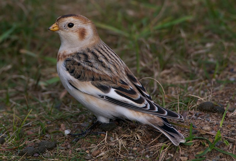 Snow Bunting