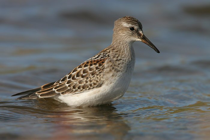 White-rumped Sandpiper