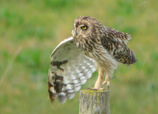 Short-eared Owl