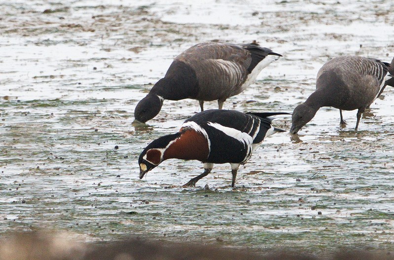 Red-breasted Goose