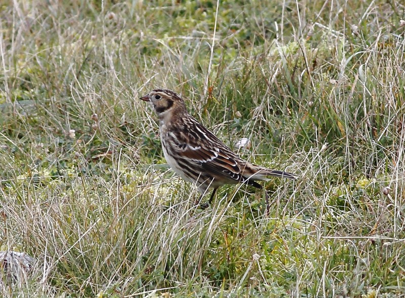 Lapland Bunting