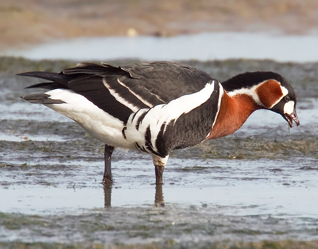 Red-breasted Goose