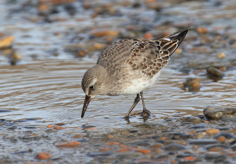 White-rumped Sandpiper