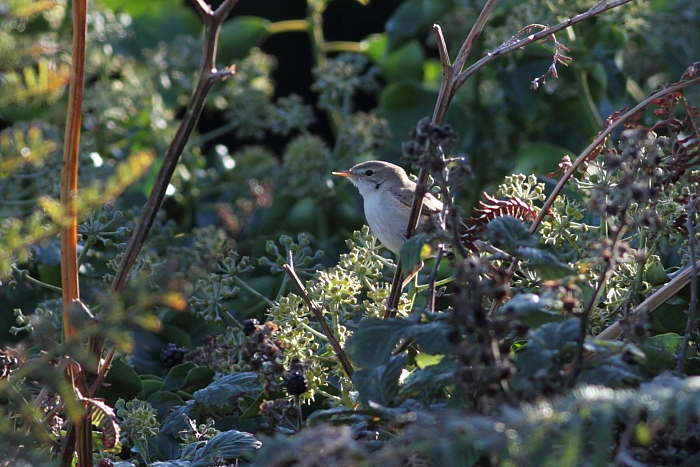 Booted Warbler
