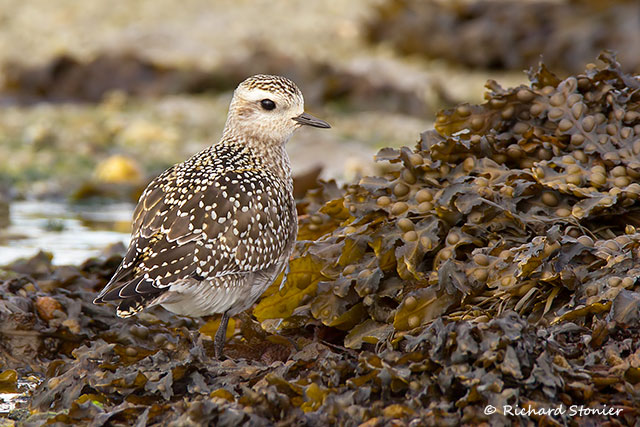 American Golden Plover