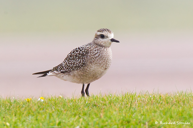 American Golden Plover