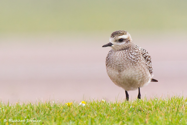 American Golden Plover