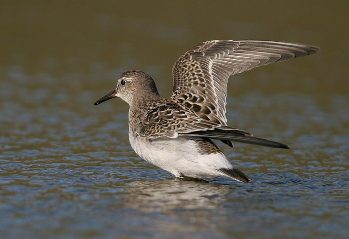 White-rumped Sandpiper