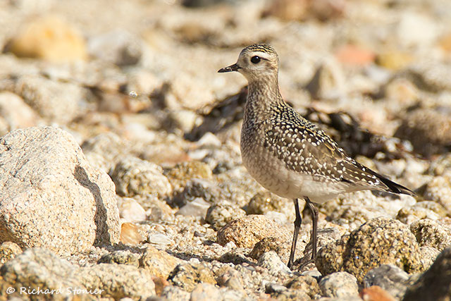 American Golden Plover