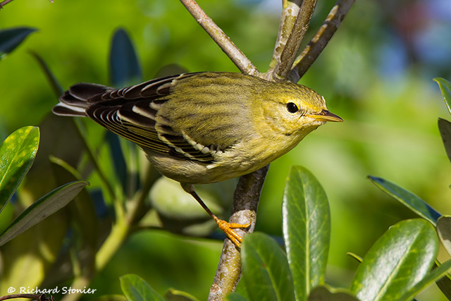 Blackpoll Warbler