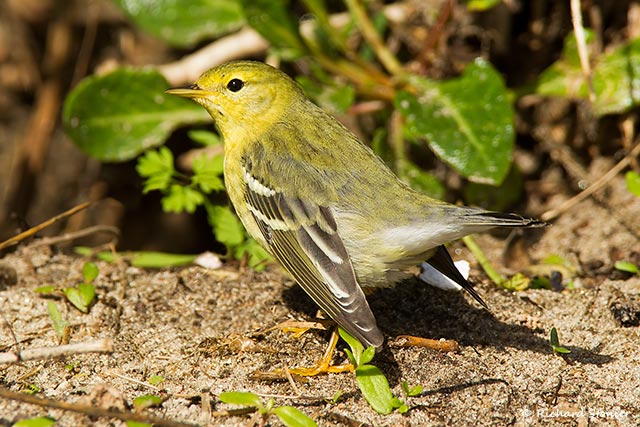 Blackpoll Warbler