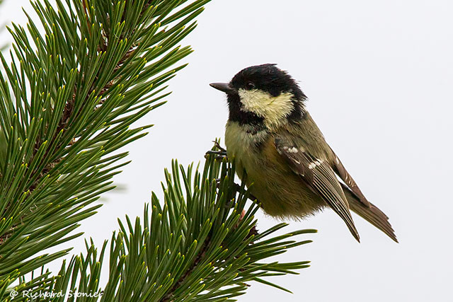 Coal Tit