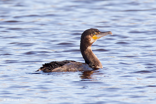 Cormorant