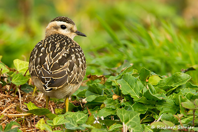 Dotterel