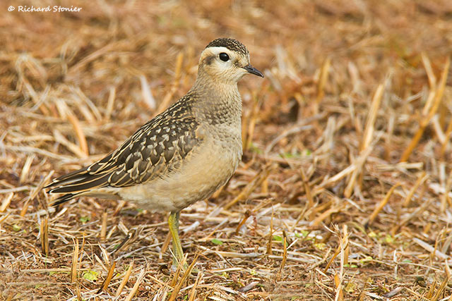 Dotterel