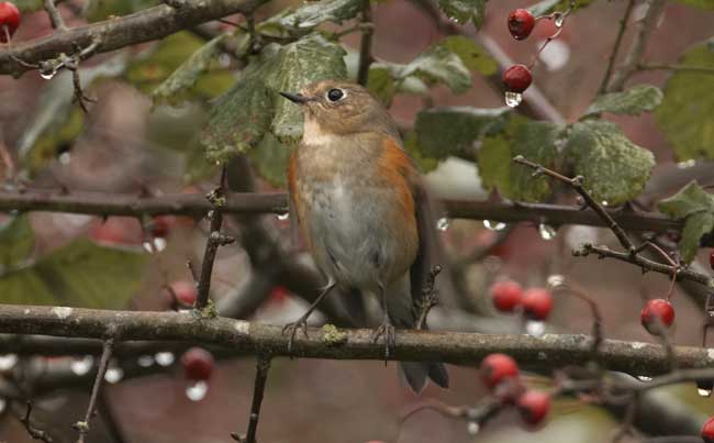 Red-flanked Bluetail