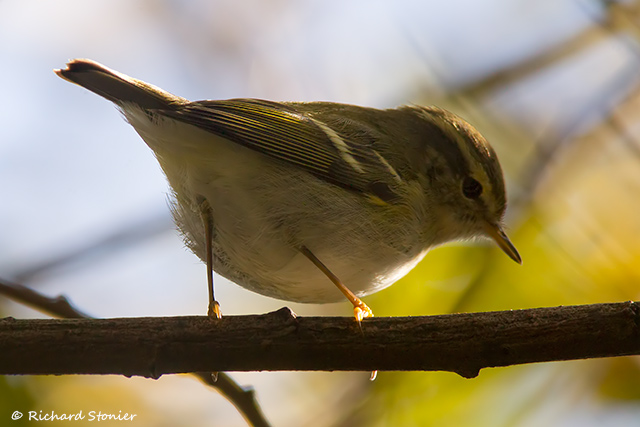 Hume's Yellow-browed Warbler