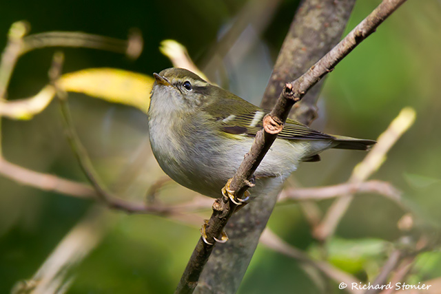 Hume's Yellow-browed Warbler