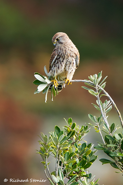 Kestrel