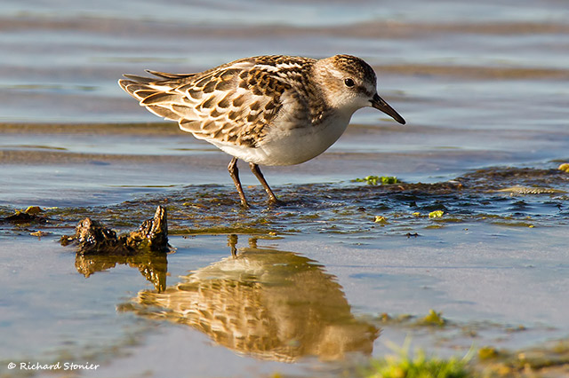 Little Stint