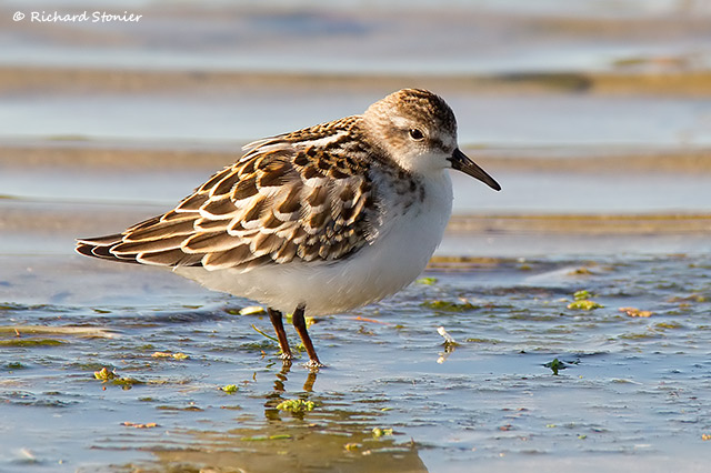 Little Stint