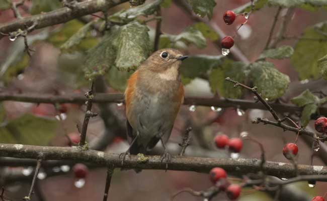 Red-flanked Bluetail