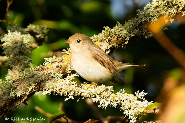 Red-breasted Flycatcher